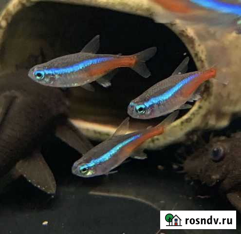 Рыбки неон голубой Екатеринбург - изображение 1