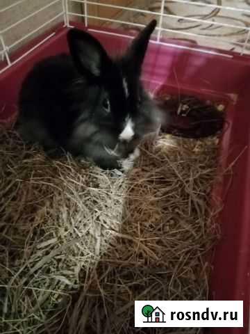 Декоративный кролик с клеткой Нижний Тагил - изображение 1