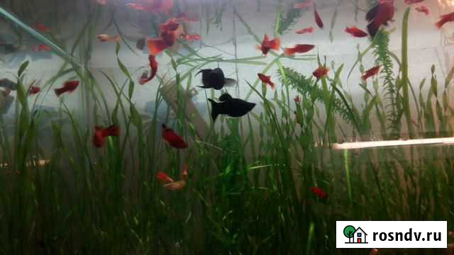 Рыбки и растения Барнаул - изображение 1