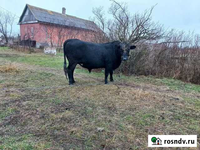 Бык Зимовники - изображение 1