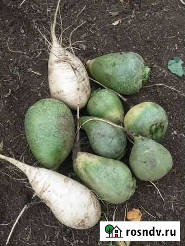 Редька Екатеринбург - изображение 1