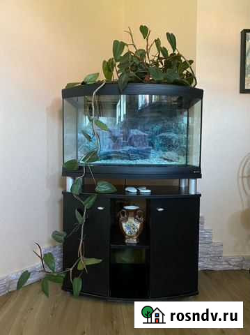 Аквариум с тумбой Cayman 80 Prof на 120л Пермь - изображение 1