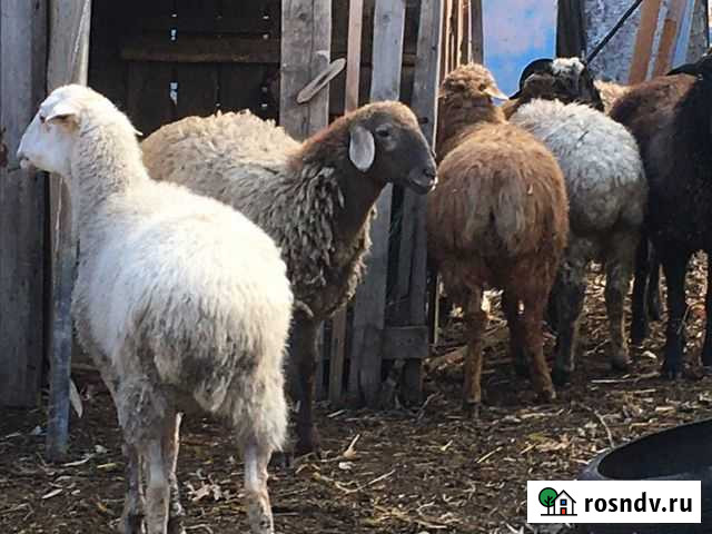 Овцы Большая Глушица - изображение 1