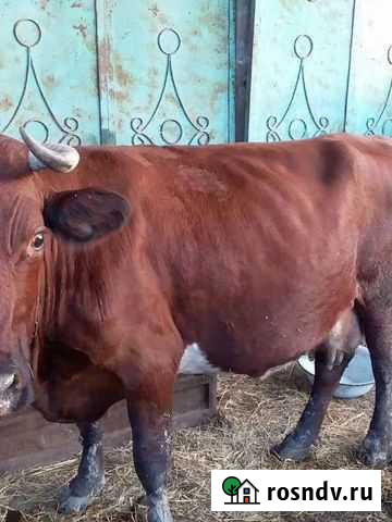 Корова дойная Мамедкала - изображение 1