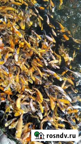 Карпы Кои Евпатория - изображение 1