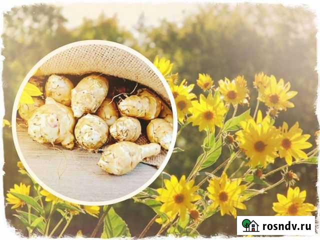 Клубни топинамбура Ростов-на-Дону - изображение 1