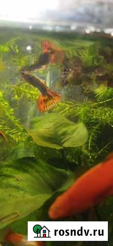 Гуппи Рязань - изображение 1