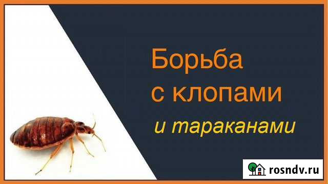 Дезинсекция клопов,тараканов Кемерово - изображение 1