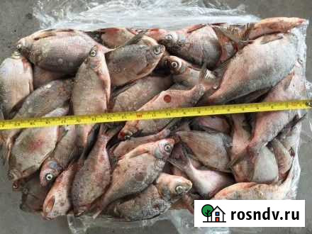 Рыба Курган - изображение 1