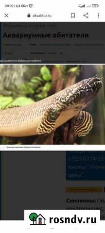 Полиптерусы Мурманск - изображение 1