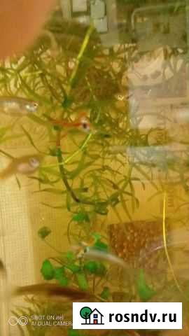 Аквариумное растение Чебоксары - изображение 1