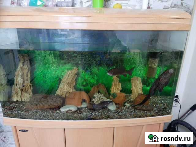 Украшение для аквариума Губкинский - изображение 1