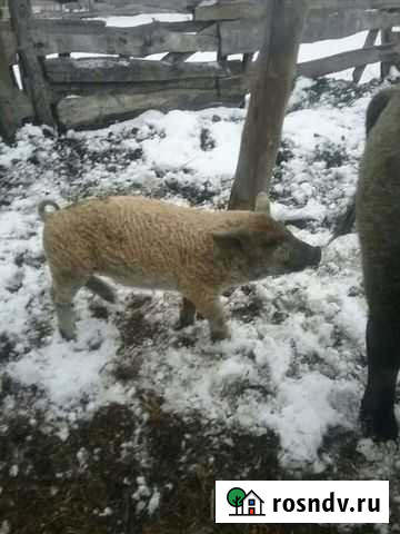 Поросята венгерской мангалицы Шадринск - изображение 1