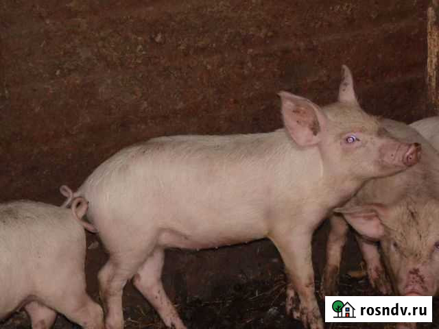 Поросята Ельня - изображение 1