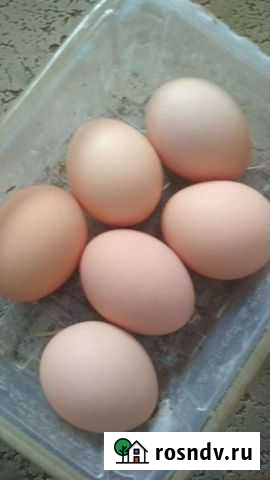 Яйца куриные и кролики Уфа - изображение 1