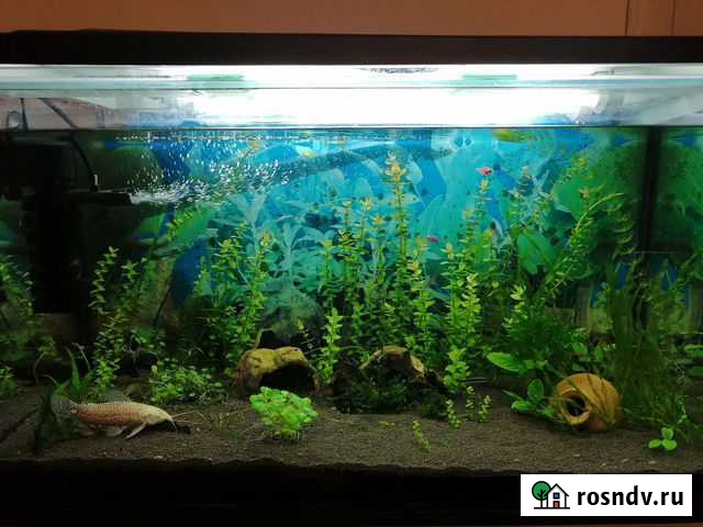 Аквариум Великий Новгород - изображение 1