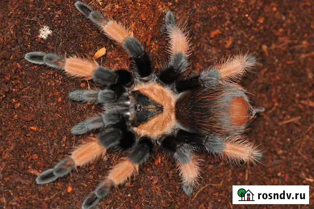 Паук-птицеед Воркута - изображение 1