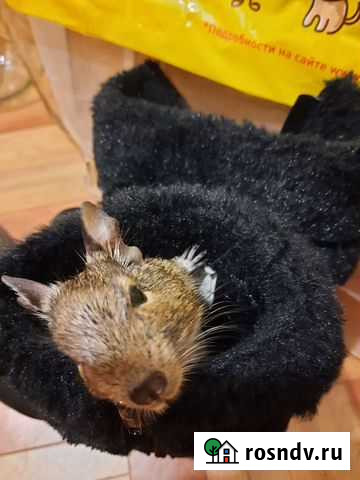 Чилийская белка Дегу Москва - изображение 1