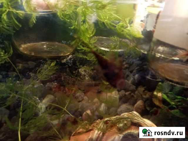 Аквариумные рыбки Йошкар-Ола - изображение 1