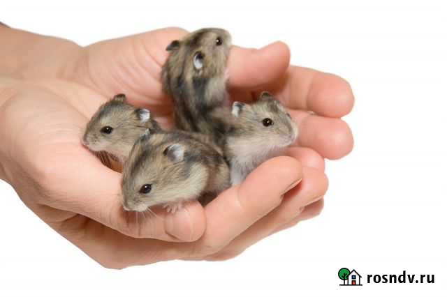 Джунгарские Хомячки Липецк - изображение 1