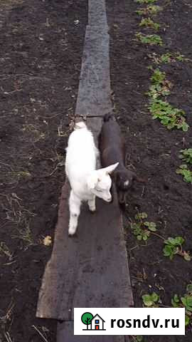 4 козленочка 2 и 6 месяцев(девочки и мальчики) Абан - изображение 1