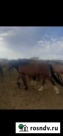 Лошадь Варна - изображение 1