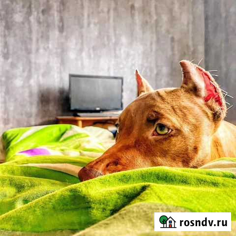 Зоогостиница Передержка Краснодар Краснодар - изображение 1