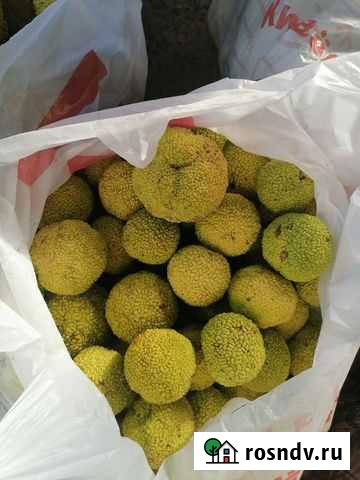 Адамово яблоко Петровская - изображение 1