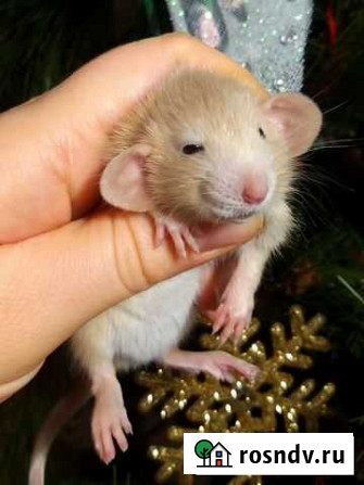 Крысята дамбо редких окрасов от ratlove13.85 Москва - изображение 1