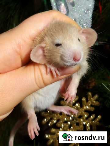 Крысята дамбо редких окрасов от ratlove13.85 Москва - изображение 1