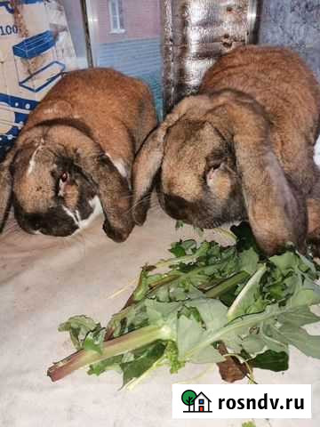 Кролики Французский Баран 7 мес Ряжск - изображение 1