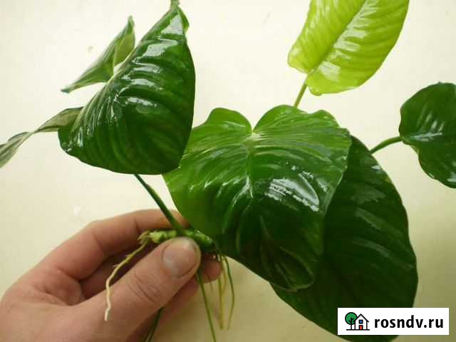 Анубиас Бартера Нижний Новгород - изображение 1