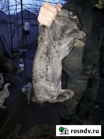 Кролики Аргун - изображение 1