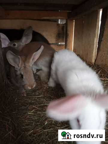 Кролик Пермь - изображение 1