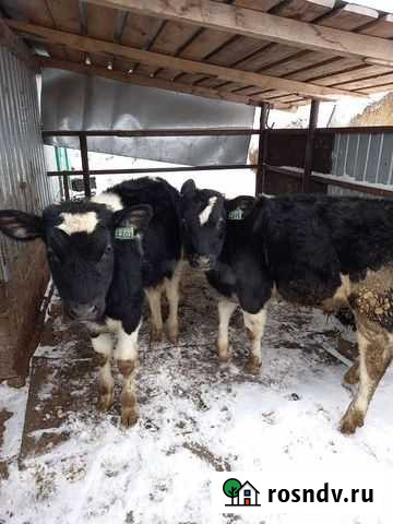 Бык Набережные Челны - изображение 1