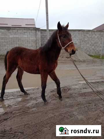 Жеребенок Черкесск - изображение 1