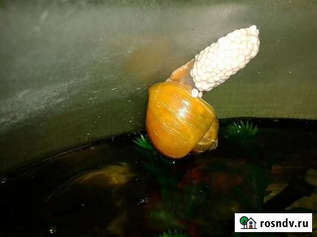 Икра аквариумных улиток ампулярий Звенигород - изображение 1
