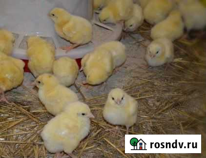 Цыпленок бройлер Ульяновка - изображение 1