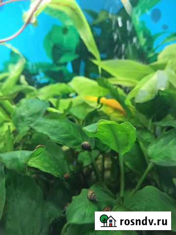 Улитки аквариумные Калининград - изображение 1