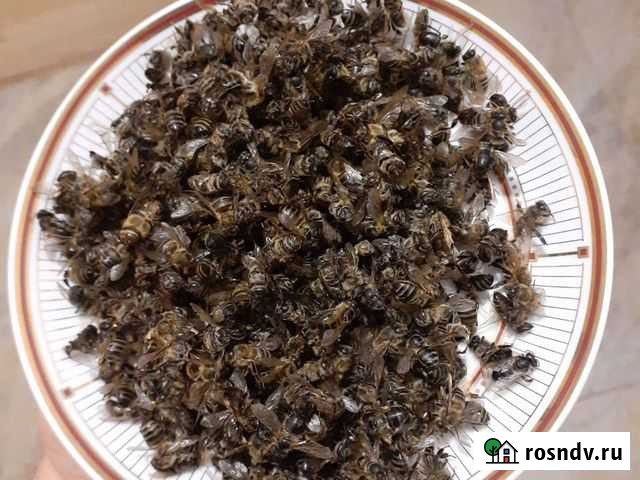 Пчелиный подмор Ставрополь - изображение 1