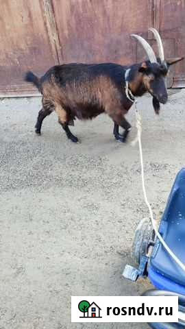 Коза Махачкала - изображение 1