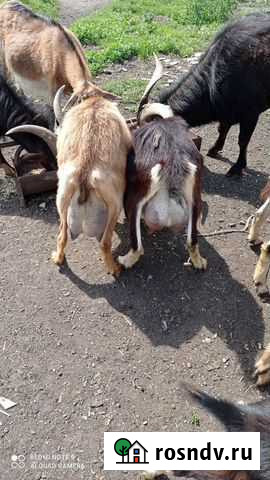Козы дойные, козлики, козочки на племя Омск - изображение 1