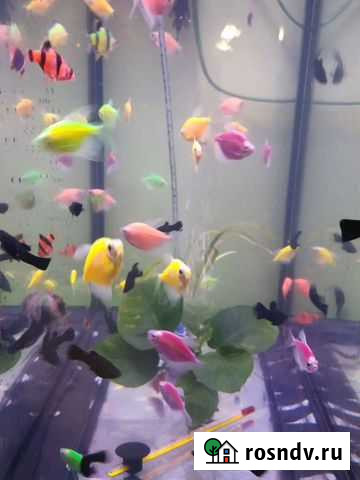 Аквариумы, рыба и аксесуары опт и розн Владикавказ - изображение 1