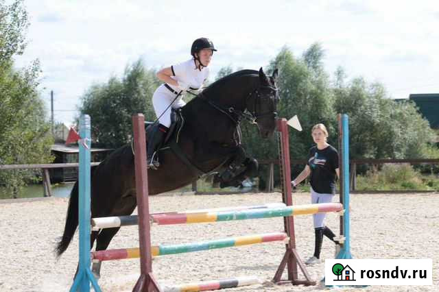 Жеребец в конкур Рогачево - изображение 1
