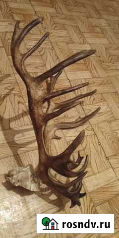 Рога оленя Дюртюли - изображение 1