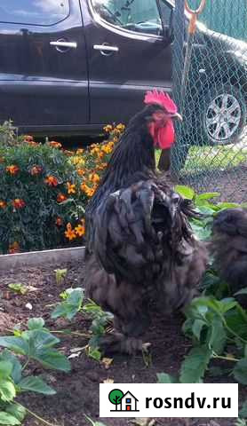 Петух Кохинхин Котельники - изображение 1