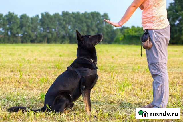 Дрессировка собак кинолог Вязьма - изображение 1