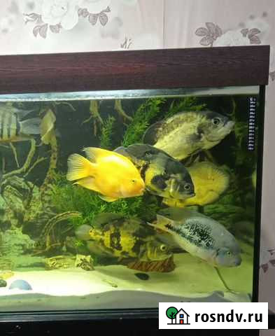 Рыба Чистополь - изображение 1