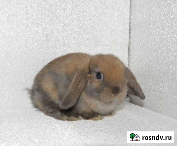 Карликовые кролики Рязань - изображение 1