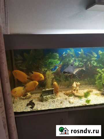 Цихлида Волжск - изображение 1